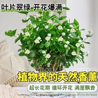 茉莉花，清香淡雅的代表