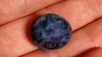 618种草大会，云南蓝莓鲜果