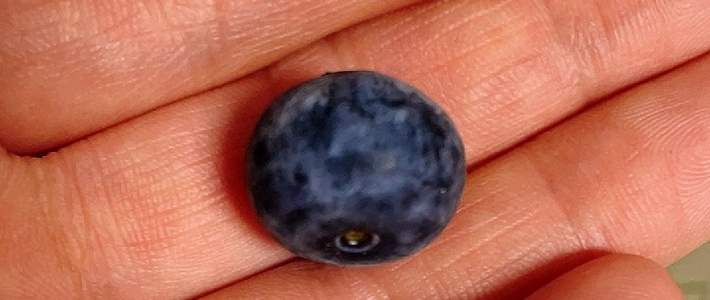 618种草大会，云南蓝莓鲜果