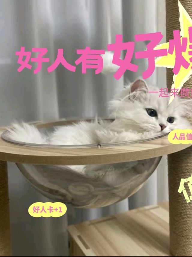 猫咪也是会耍脾气的