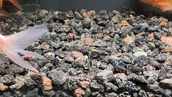 火山石鱼缸底砂造景装饰沙石头，在鱼缸造景中扮演着举足轻重的角色。