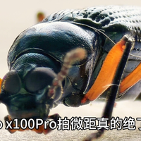 vivo X100 Pro微距摄影大揭秘！