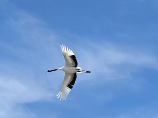 鹤唳九天，白鹤亮翅，展翅高飞，飞翔的仙鹤真的很美