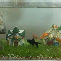 鱼缸水族箱：超白玻璃水草缸造景，打造你的桌面绿洲
