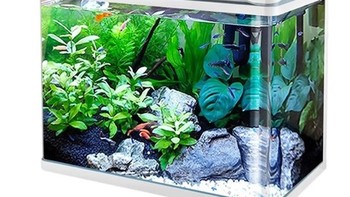 懒人福音！智能生态鱼缸P6，打造客厅水世界
