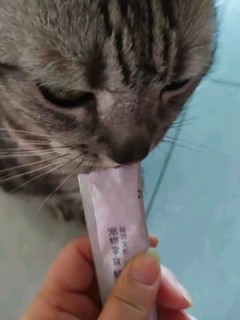 成猫的零食首选