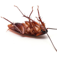 家里有宠物怎么灭蟑螂安全效果好