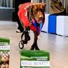 VCare献爱心：领航导盲犬健康饮食，宠物食品倾情赞助