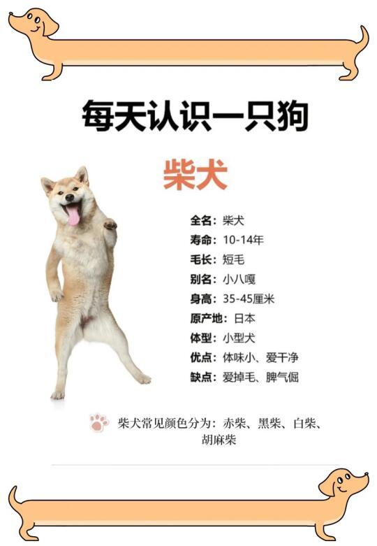 新手养狗|每天认识一只狗——柴犬
