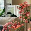 “客厅见花，十有九发”，客厅必养的6种花，寓意家庭兴旺发达！