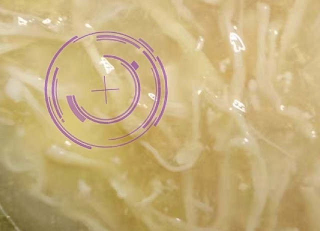 K9鲜享罐：宠物的美味营养加油站
