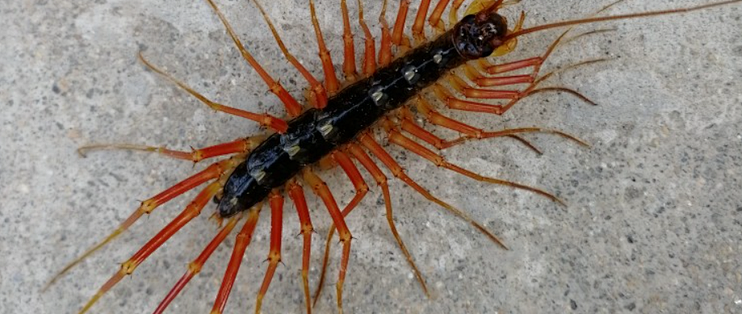 蚰蜒蜈蚣怎么样消灭干净好