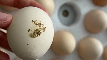 这鸡蛋真的需要它来证明很新鲜吗？OMG！买它买它买它！