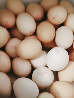 黄天鹅可生食鸡蛋
