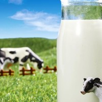 从牧场到餐桌：牛奶的旅程与营养变迁