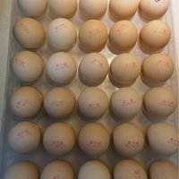 黄天鹅可生食鸡蛋，性价比超高的鸡蛋！