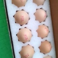黄天鹅日本标准可生食鸡蛋 无菌新鲜鸡蛋 10枚530g装