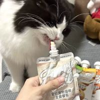 猫咪爱吃的食品