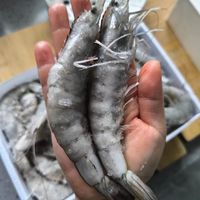京鲜采的白虾，个头真大！