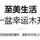 花行榜水养幸运木绿植——室内的优雅存在