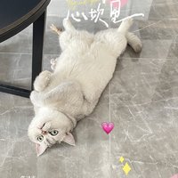 吃完就躺地上的小猪咪