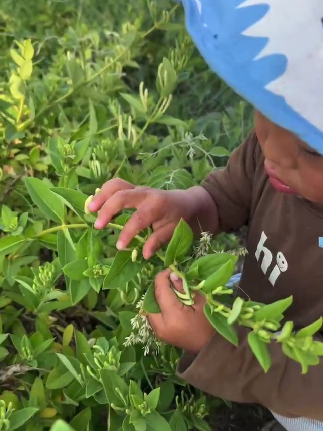 带我儿子去摘金银花
