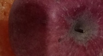 现摘陕西洛川苹果——脆甜红富士的魅力