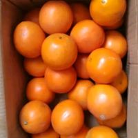 玖原农珍 赣南夏季橙含箱10斤橙子优选大果 新鲜现摘水果