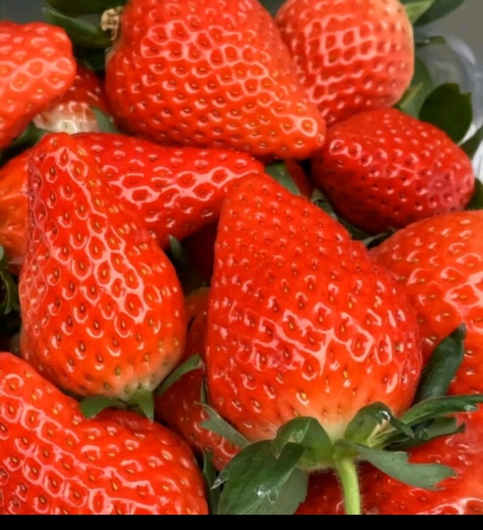 田良季红颜草莓云南曲靖酸草莓非丹东99牛奶草莓水果新鲜送礼品物母亲
