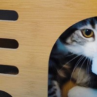猫抓板窝：耐磨不掉屑的四季通用猫屋