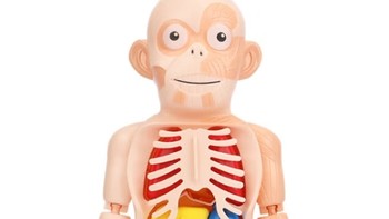 星优趣儿童启智科教 人体器官模型 DIY组装早教认知STEAM医学模型玩具  人体模型器官
