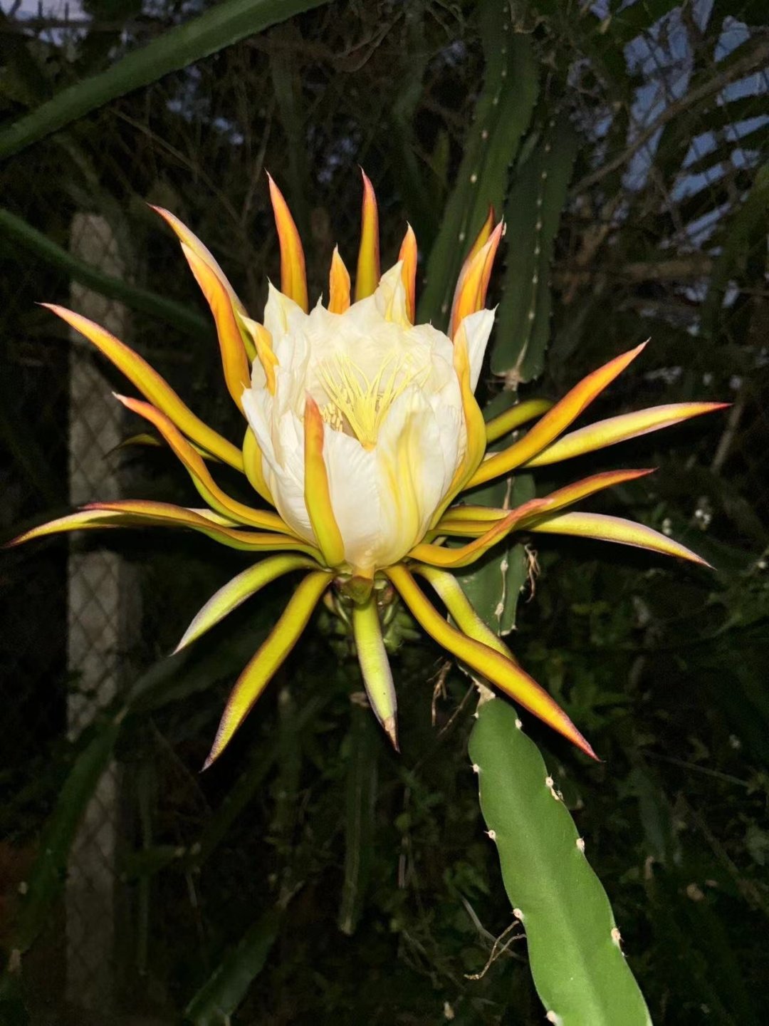 火龙果开花,你见过吗?