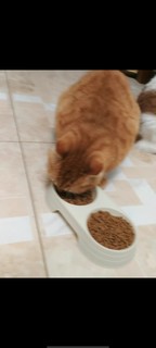 猫碗双碗狗碗狗食盆防打翻喝水一体小型犬专用宠物猫咪碗用品大全