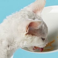 网易严选猫罐头，让猫猫喝饱水分，大口吃肉，营养健康，着重成长。