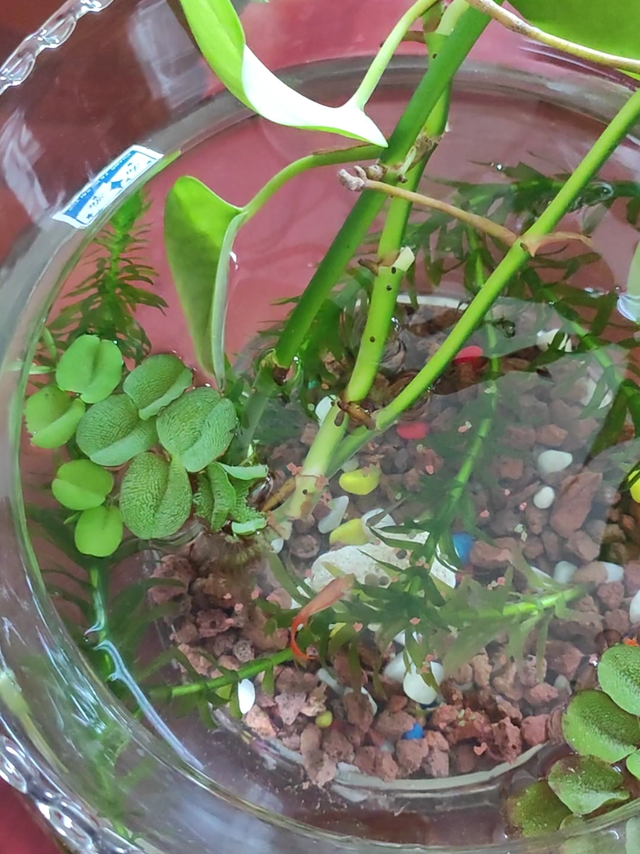 天猫超市卡买的鱼食真香