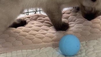 猫咪玩具自嗨解闷逗猫棒智能避障球自动逗猫球猫玩具电动猫咪用品