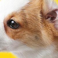 普安特宠物洗耳液—呵护宠物耳部健康的优质之选