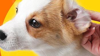 普安特宠物洗耳液—呵护宠物耳部健康的优质之选
