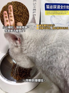 猫咪尿闭！！一定要吃处方粮！