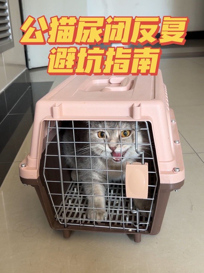 猫咪干粮