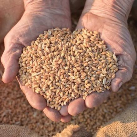 黑小麦和普通小麦区别，哪种好吃？