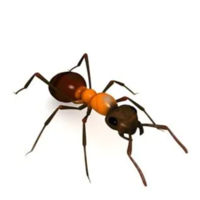风油精可以祛除蚂蚁吗有效果吗