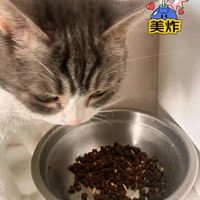 WOWO全价无谷猫粮：6kg大容量，三鲜冻干海苔味