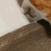 猫抓板磨爪窝