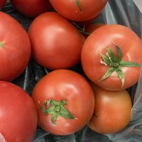 谁知小时候吃的沙瓤的西红柿是什么品种？