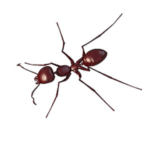 消灭蚂蚁最高效最彻底的药