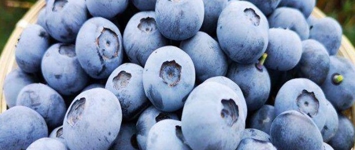 好吃的蓝莓，今天你吃了吗？