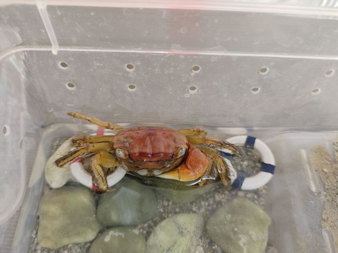 可爱的相手蟹1 2024-06-16 20:37:16 京东 观赏蟹相手蟹辣椒蟹将军蟹