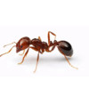 家里有红火蚁怎么办好呢