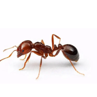家里有红火蚁怎么办好呢